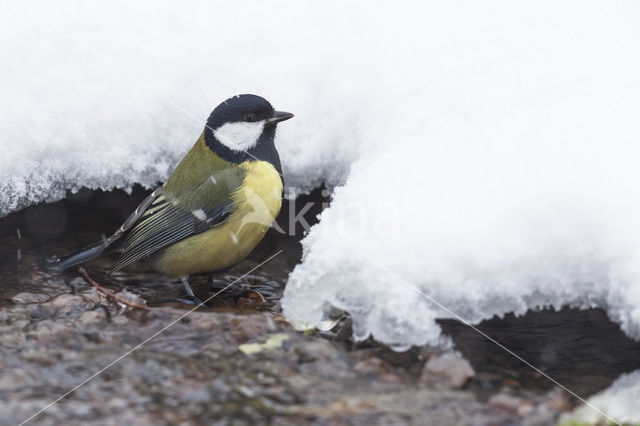 Great Tit (Parus major)