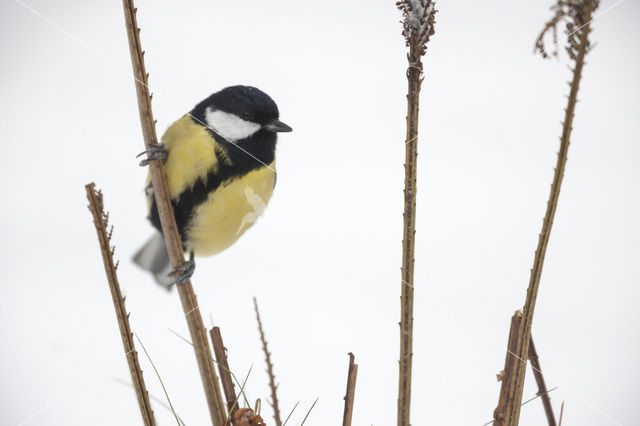 Koolmees (Parus major)