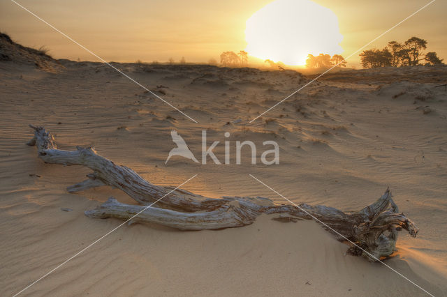 Kootwijkerzand