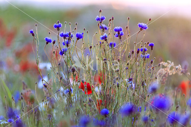 Korenbloem (Centaurea cyanus)