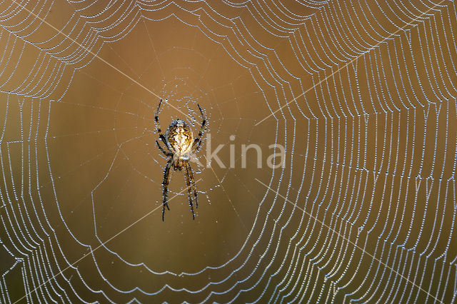 Kruisspin (Araneus diadematus)