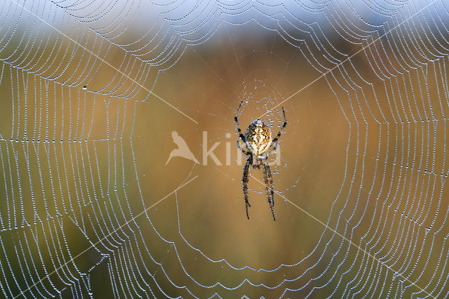 Kruisspin (Araneus diadematus)