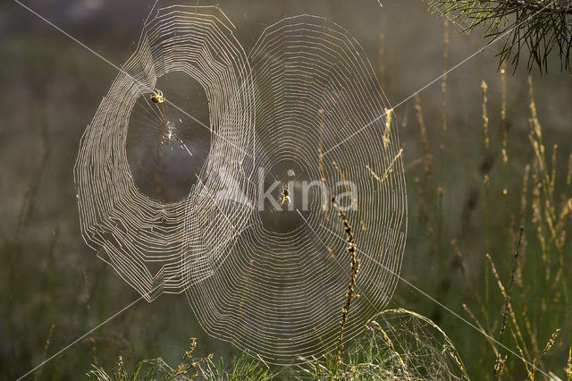 Kruisspin (Araneus diadematus)