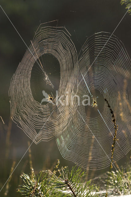 European Garden Spider (Araneus diadematus)