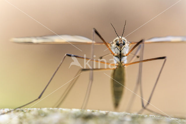 Langpootmug (Tipula sp.)