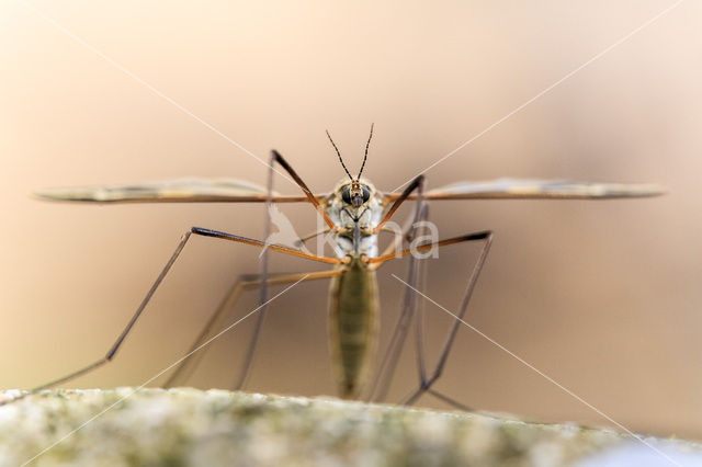 Langpootmug (Tipula sp.)