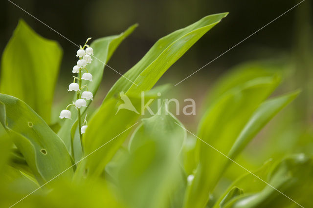 Lily-of-the-valley (Convallaria majalis)