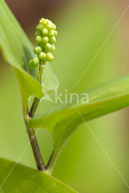 Lelietje-van-dalen (Convallaria majalis)