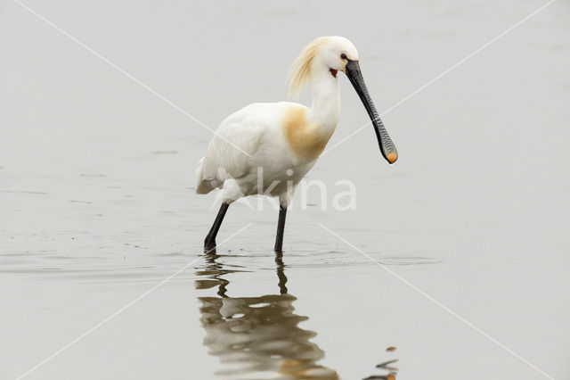 Lepelaar (Platalea leucorodia)