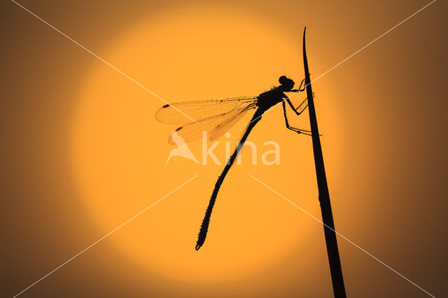 Lestes sp.