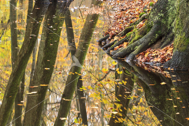 Leuvenumse Bos