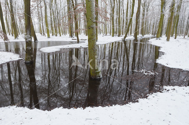 Leuvenumse Bos