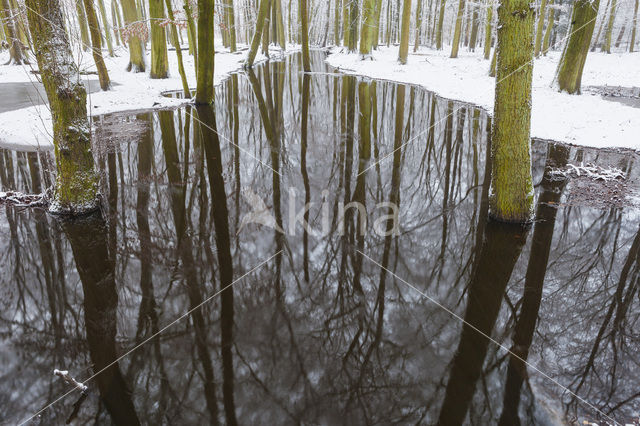 Leuvenumse Bos