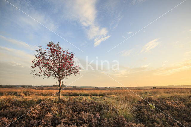 Lijsterbes (Sorbus)