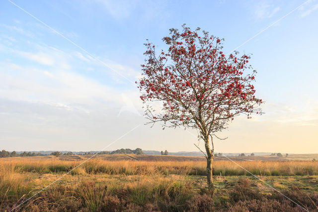 Lijsterbes (Sorbus)