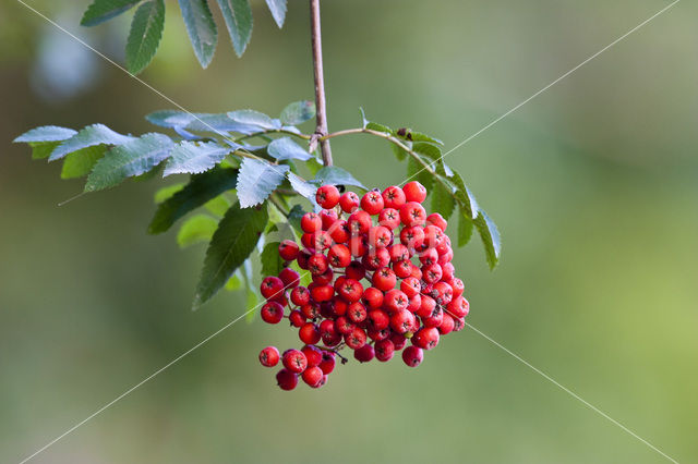 Moutain Ash (Sorbus)