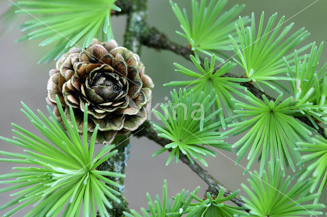 Larch (Larix)