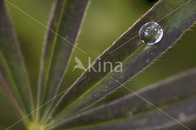 Lupin (Lupinus ‘Inverewe Red’)