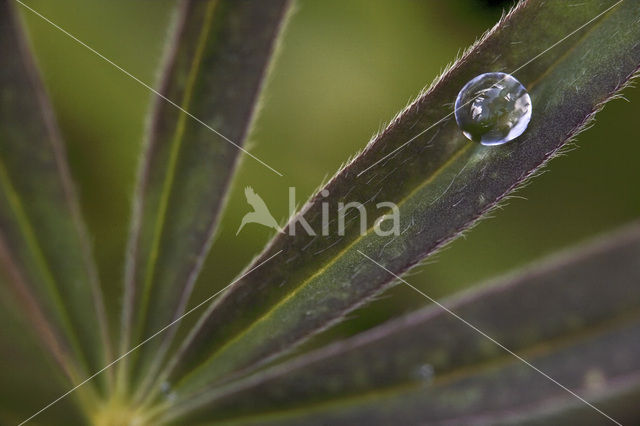 Lupine (Lupinus ‘Inverewe Red’)