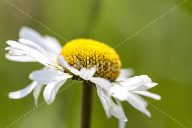 Marguerite (Chrysanthemum spec.)