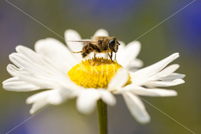 Marguerite (Chrysanthemum spec.)