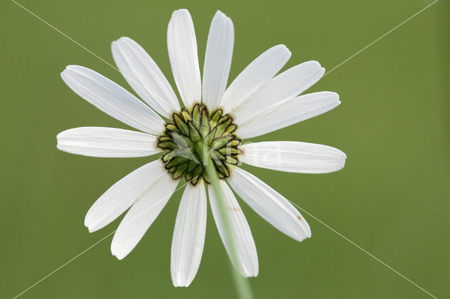 Margriet (Leucanthemum hybride)