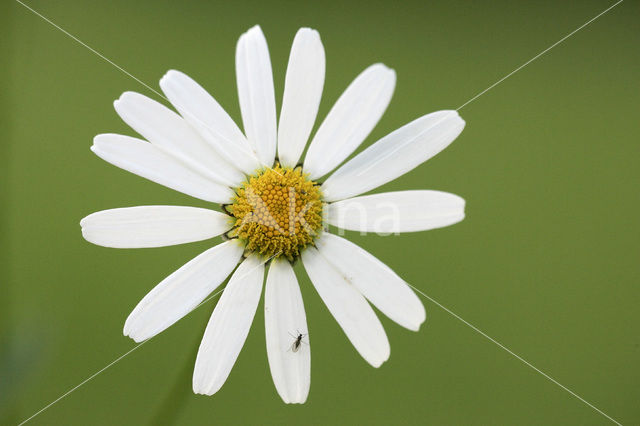 Daisy (Leucanthemum hybride)