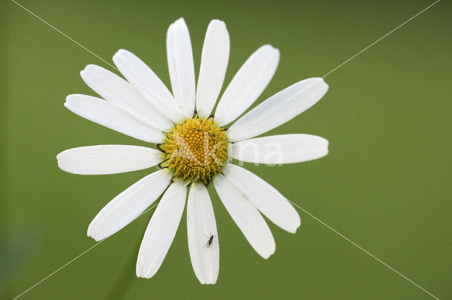 Margriet (Leucanthemum hybride)