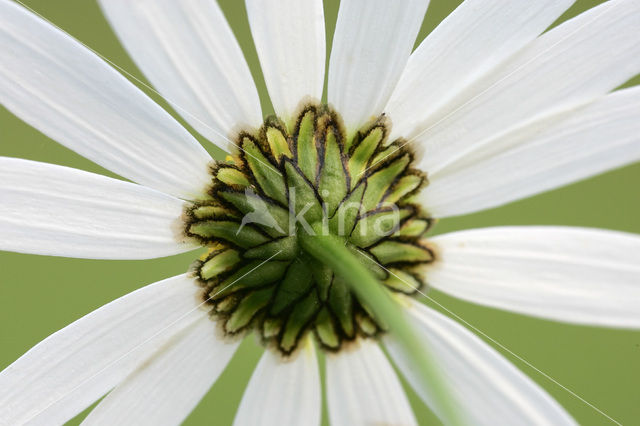 Daisy (Leucanthemum hybride)