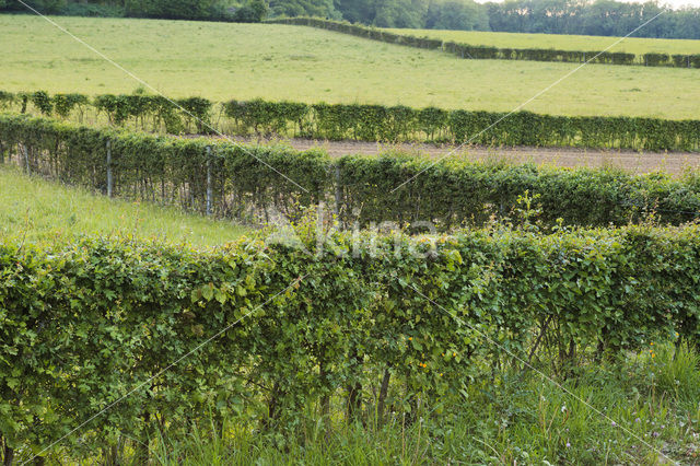 Hawthorn (Crataegus )