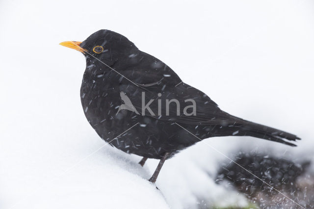 Eurasian Blackbird (Turdus merula)