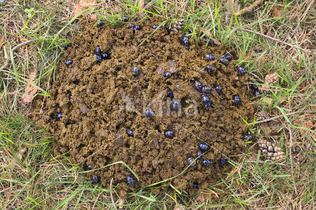 Dung beetle (Aphodius hydrochoeris)