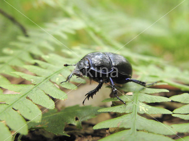 Mestkever (Aphodius sp.)