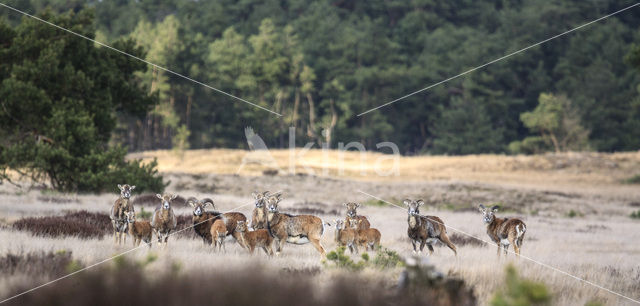 Mouflon (Ovis musimon)
