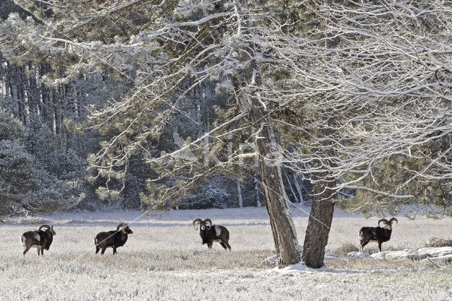 Mouflon (Ovis musimon)