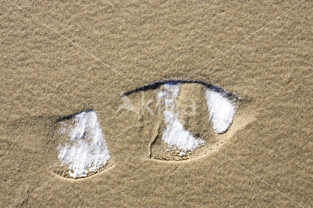 National Park Duinen van Texel