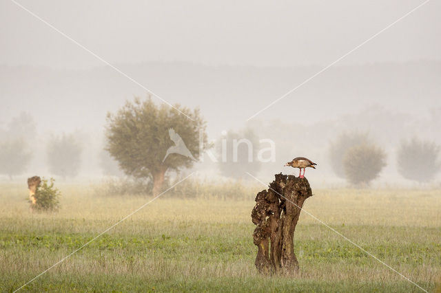 Egyptian Goose (Alopochen aegyptiaca)