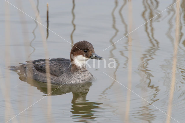 Smew (Mergellus albellus)