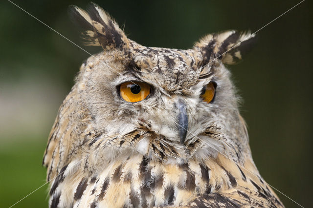 Eurasian Eagle-Owl (Bubo bubo)