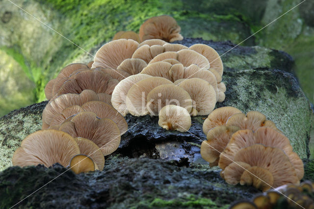 Oesterzwam (Pleurotus spec)