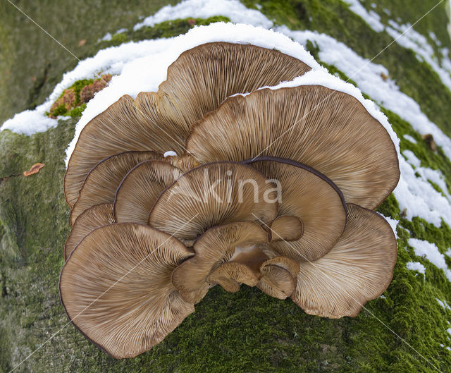 Oyster Mushroom (Pleurotus spec)