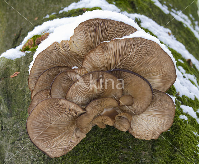 Oesterzwam (Pleurotus spec)