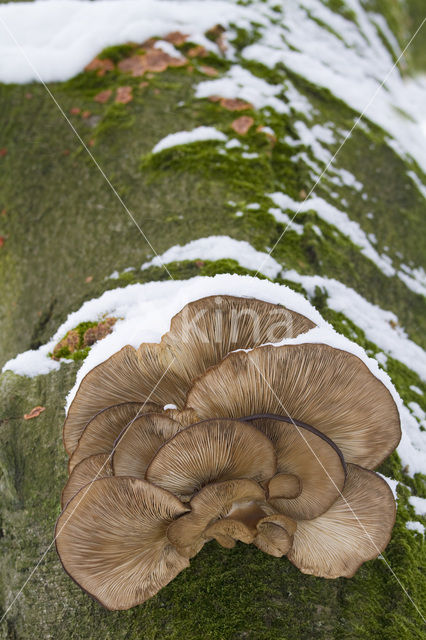 Oyster Mushroom (Pleurotus spec)