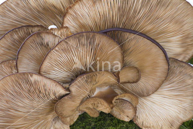 Oesterzwam (Pleurotus spec)