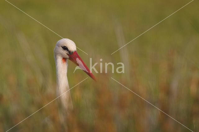 Ooievaar (Ciconia ciconia)