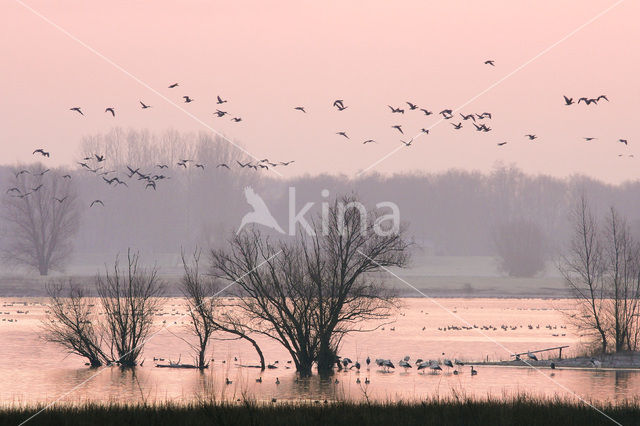 White Stork (Ciconia ciconia)