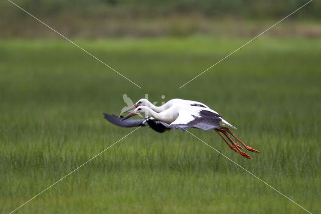 White Stork (Ciconia ciconia)