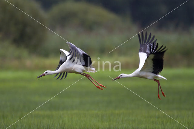 White Stork (Ciconia ciconia)