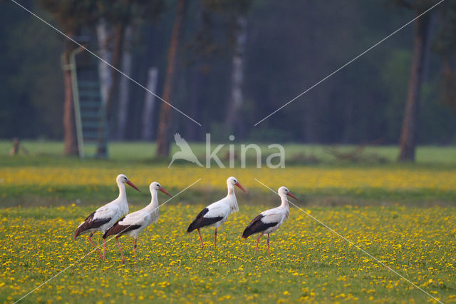 White Stork (Ciconia ciconia)