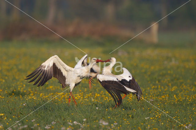 White Stork (Ciconia ciconia)